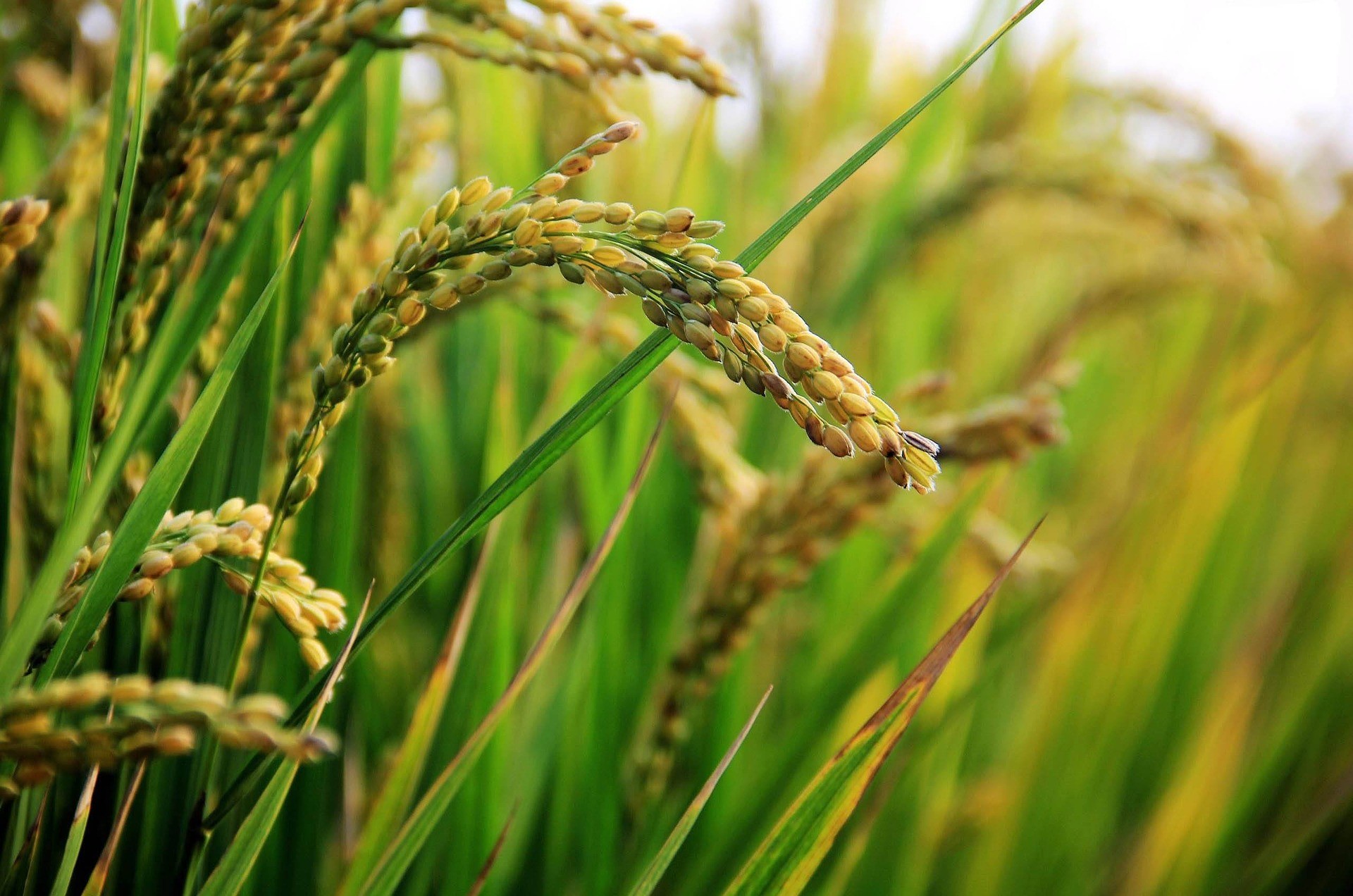 
          OPÉRATIONS POST-RÉCOLTES DU RIZ : DE LA DÉTERMINATION DU MOMENT DE RÉCOLTE AU VANNAGE 