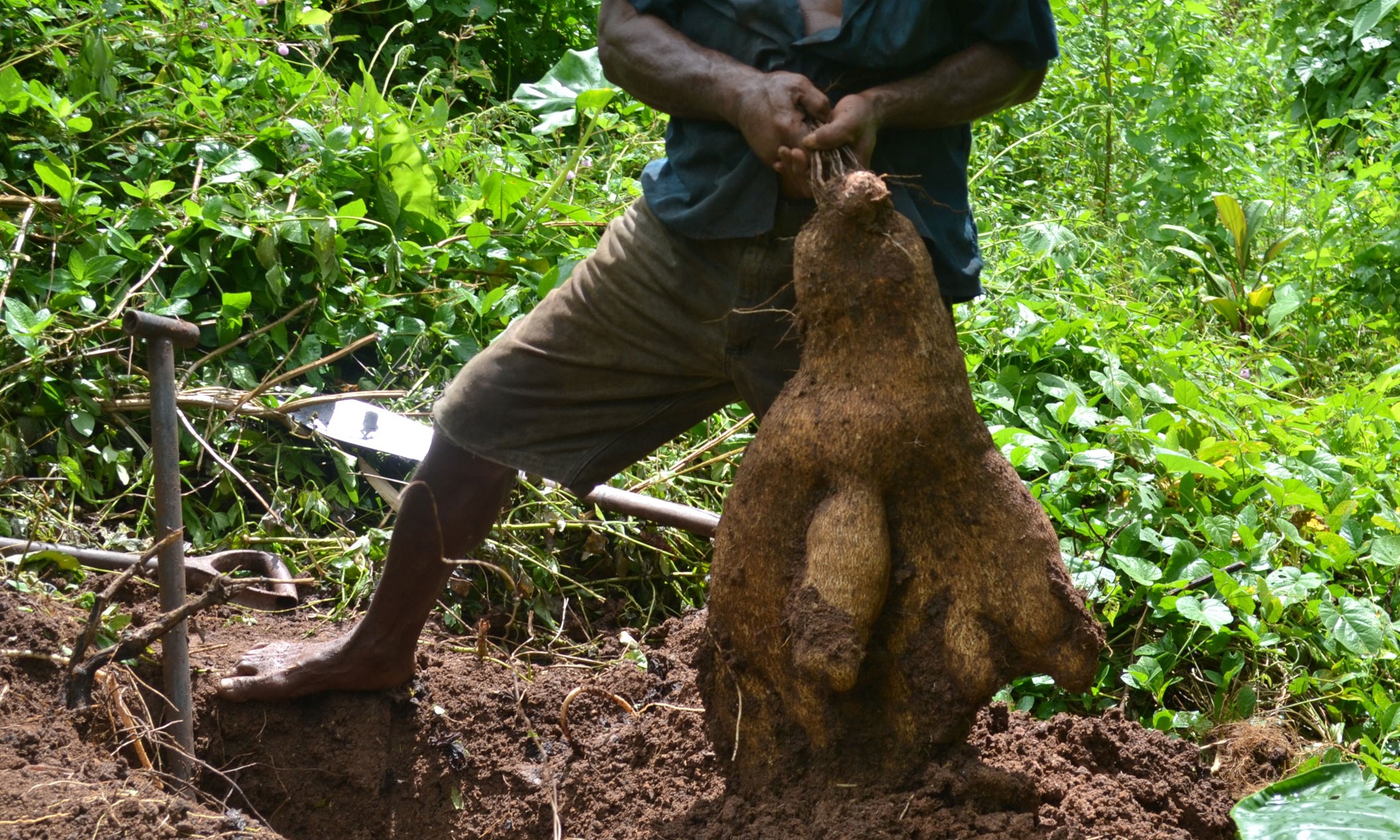 
           L'igname ; ce qu'il faut savoir des méthodes de conservation. 