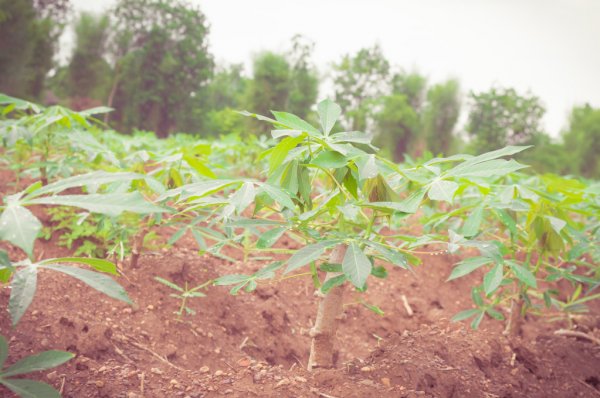 
          BIEN À SAVOIR SUR LE DÉVELOPPEMENT DE LA PLANTE DU MANIOC  