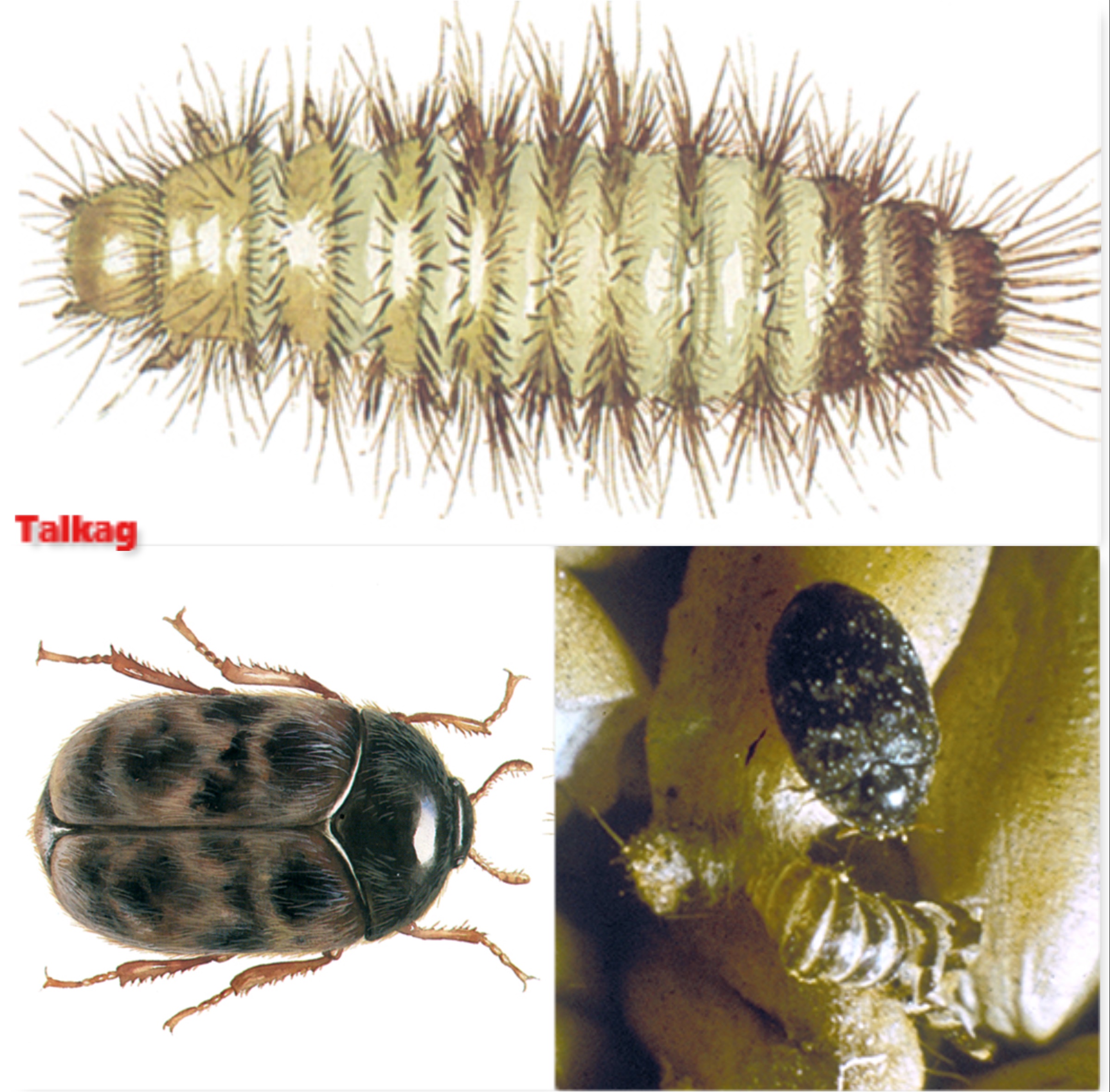 
          IDENTIFIER ET LUTTER CONTRE L'ENNEMI DE L’ARACHIDE TROGODERMA GRANARIUM (EVERTS)