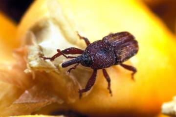 
          LUTTE CONTRE LES INSECTES RAVAGEURS DU MAÏS PENDANT LE STOCKAGE AFIN DE GARDER LES GRAINES LONGTEMPS