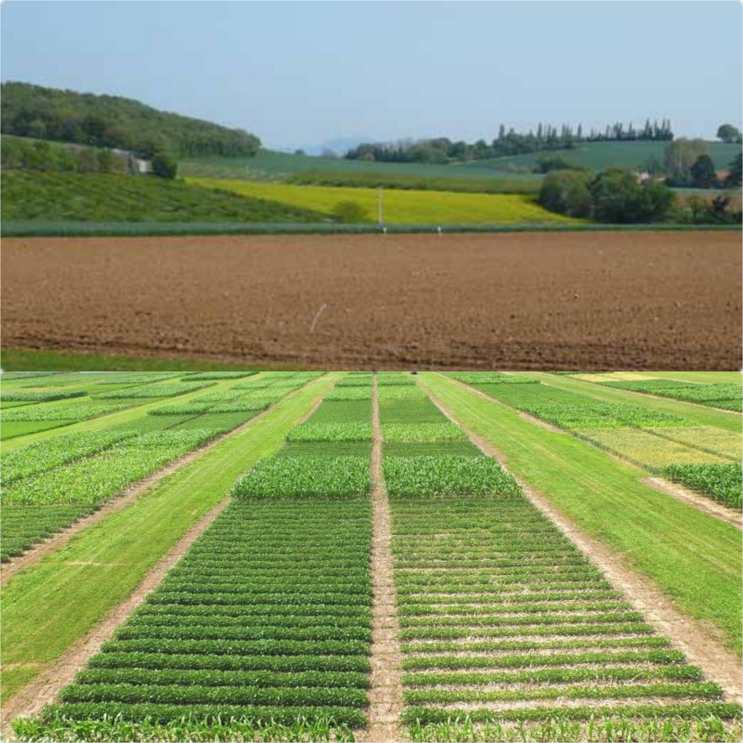 
          LA ROTATION DES CULTURES, UN LEVIER AGRONOMIQUE FONDAMENTALE