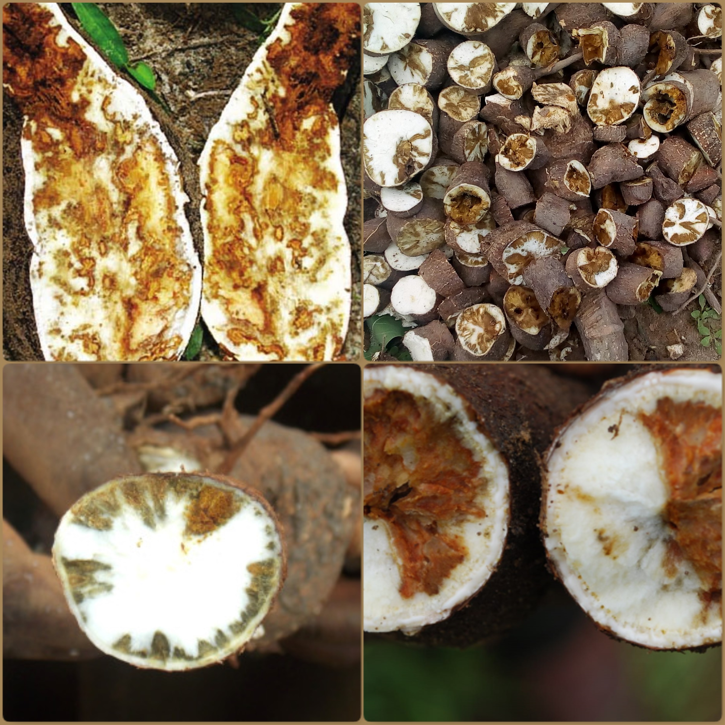 
          LE VIRUS DE LA STRIURE BRUNE DU MANIOC, UN HANDICAP POUR LA FILIÈRE MANIHOT ESCULENTA EN AFRIQUE 