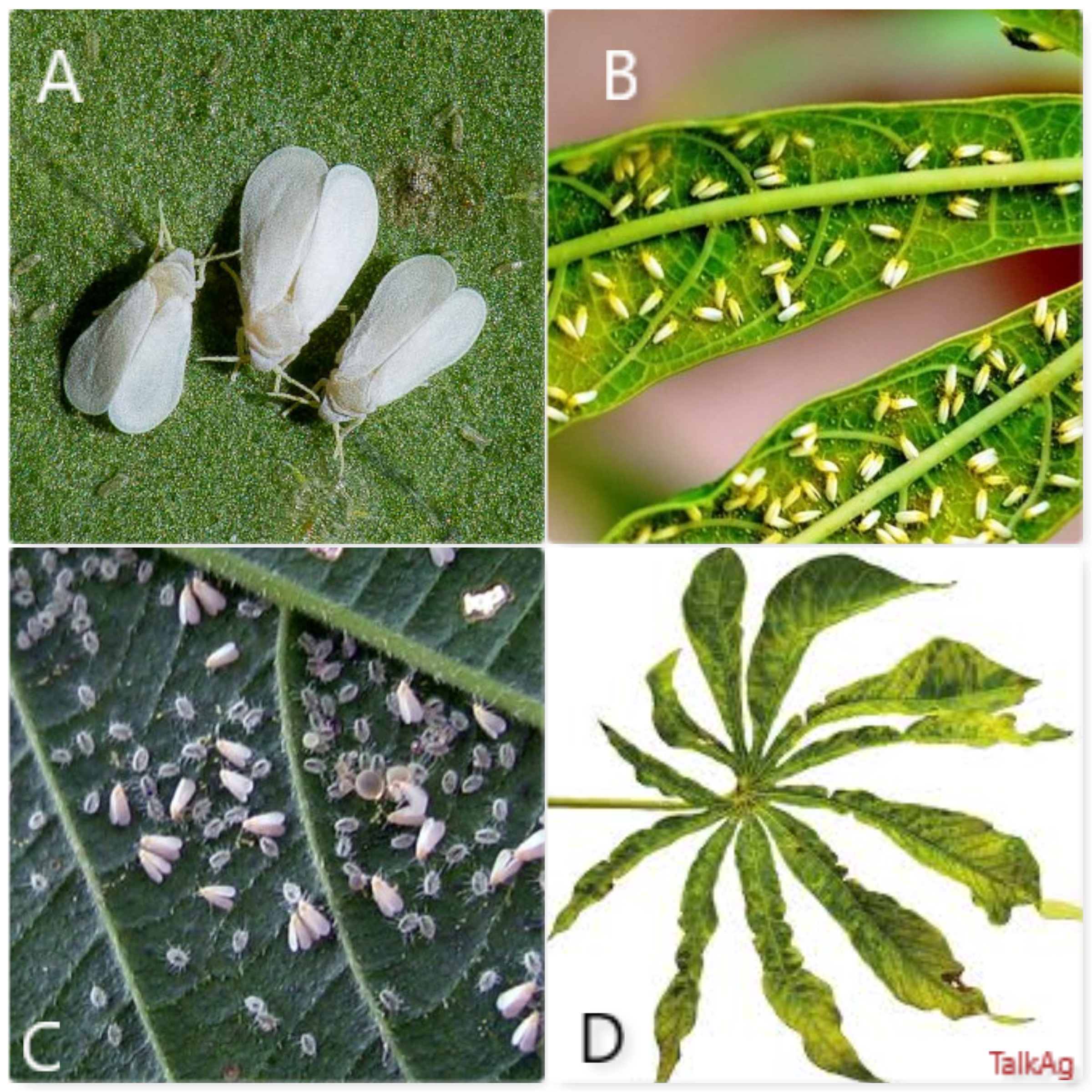 
          LA MOSAÏQUE AFRICAINE DU MANIOC : LA MALADIE LA PLUS IMPACTANTE DE LA CULTURE DU MANIOC