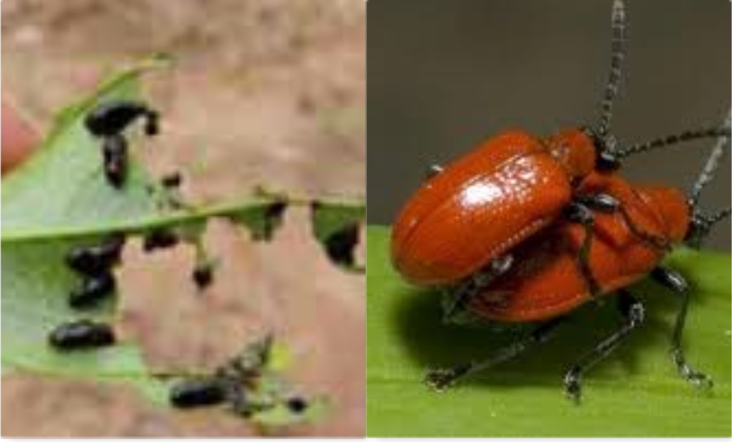 
          IDENTIFIER LES ATTAQUES DES INSECTES RAVAGEURS DE L’IGNAME