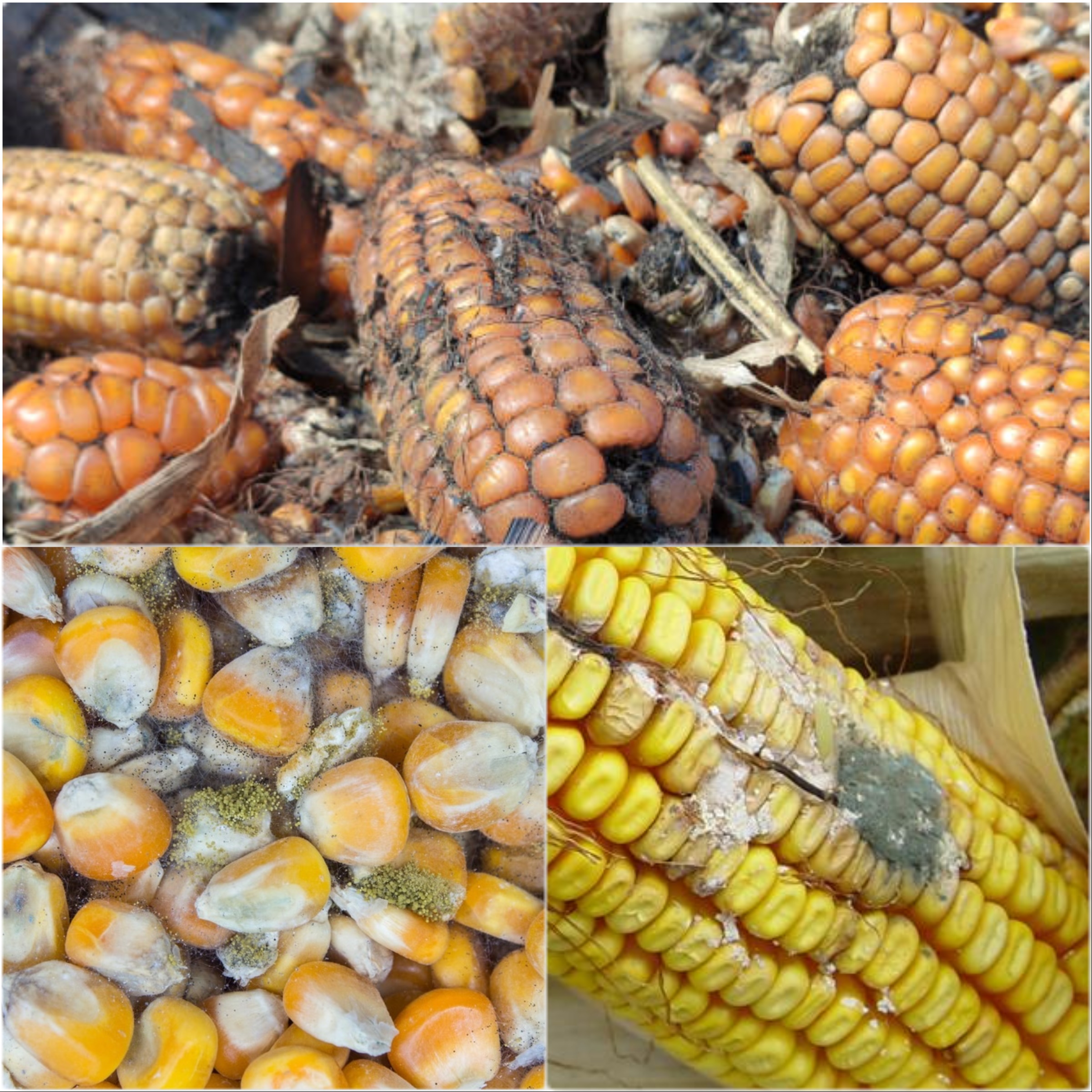 
          RÉDUIRE LA CONTAMINATION DU MAÏS PAR L’AFLATOXINE
