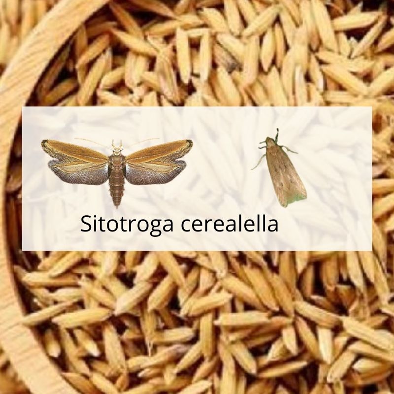 
          IDENTIFIER ET LUTTER CONTRE LES RAVAGEURS DU RIZ PADDY EN STOCK: CAS DU SITOTROGA CEREALELLA (OLIVIER)