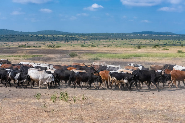 
          LA TRANSHUMANCE TRANSFRONTALIÈRE ET L’AGRICULTURE EN AFRIQUE DE L’OUEST 