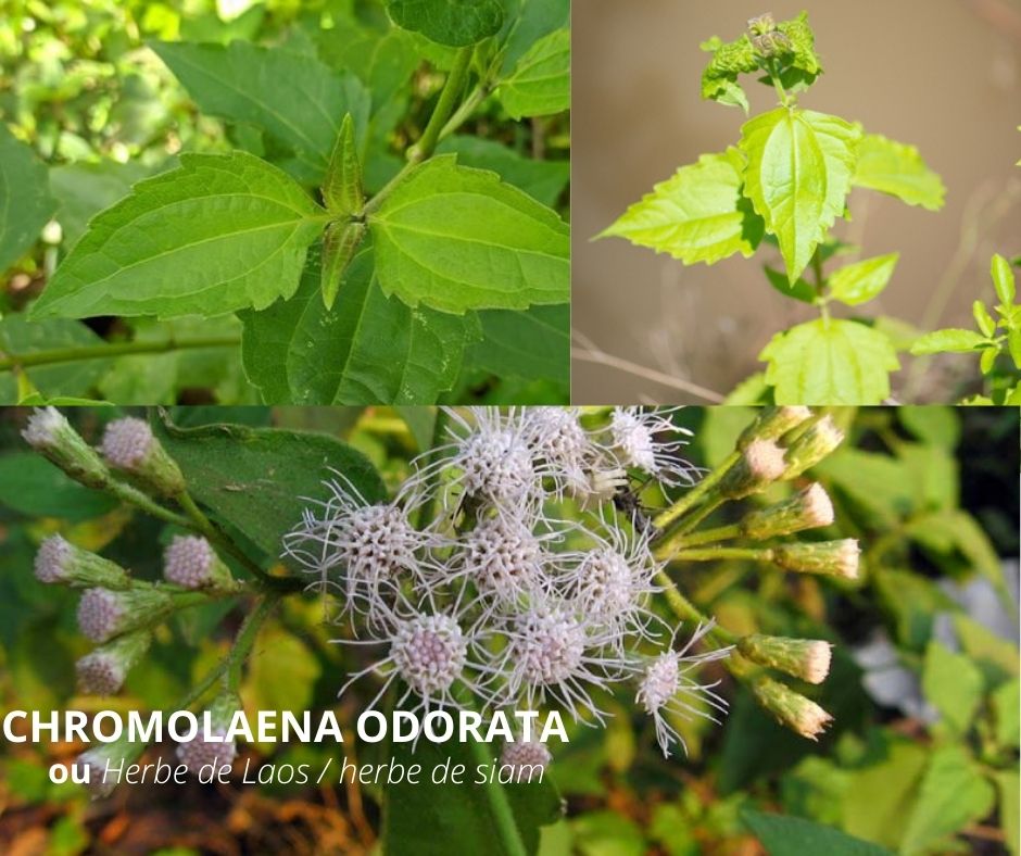 
          CHROMOLAENA ODORATA : BONNE  OU MAUVAISE RESSOURCE VÉGÉTALE POUR L’AGRICULTURE 