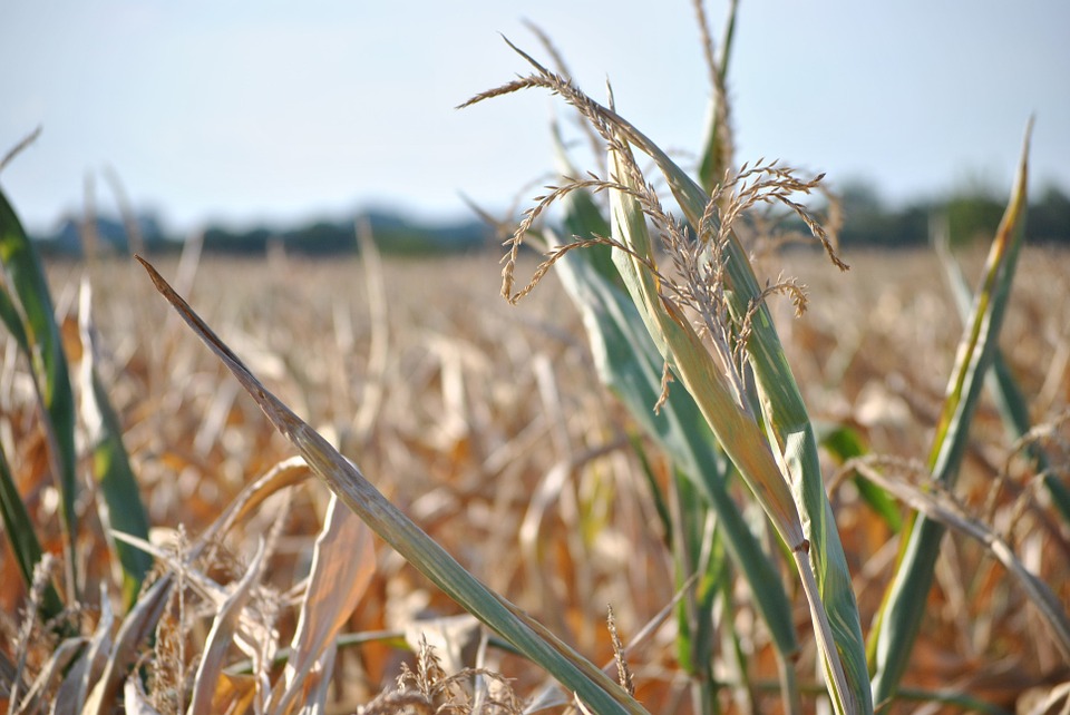 
          GESTION DES RISQUES EN AGRICULTURE : LA PROGRESSION DE L’ASSURANCE AGRICOLES POUR UNE RÉSILIENCE AUX CATASTROPHES