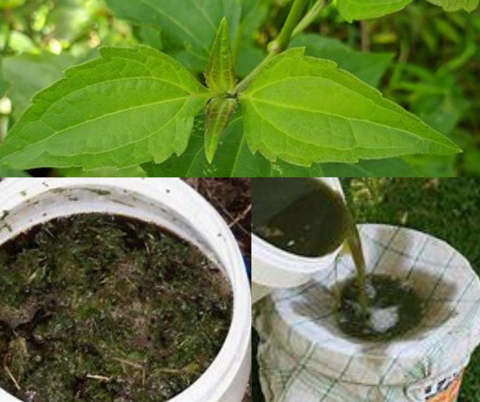 
          COMMENT PRÉPARER DU PURIN DE CHROMOLAENA ODORATA (HERBE DE LAOS)
