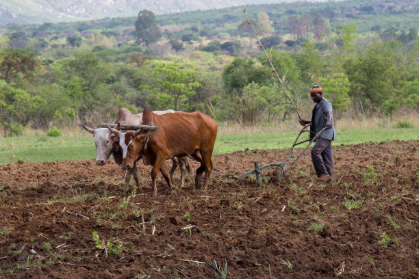 
          À QUELLE ÉTAPE EST L’AFRIQUE DANS LE PROCESSUS DE MÉCANISATION AGRICOLE ?