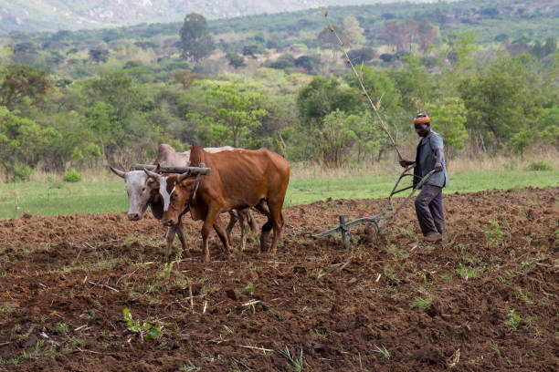 
          À QUELLE ÉTAPE EST L’AFRIQUE DANS LE PROCESSUS DE MÉCANISATION AGRICOLE ?