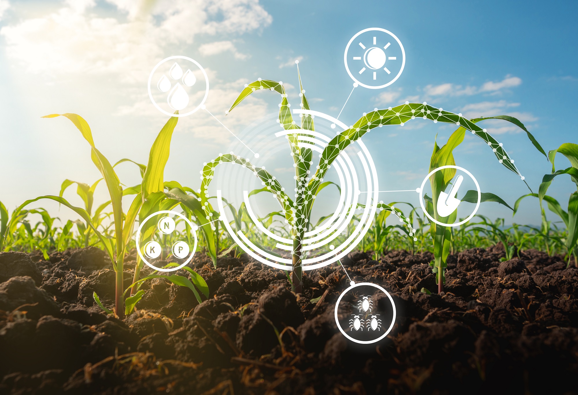 
          PRINCIPAUX SYSTÈMES CULTURALES PRÔNANT  L’AGRICULTURE DURABLE 