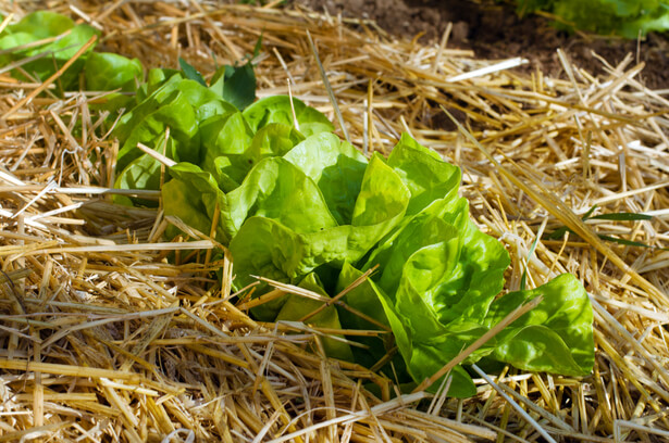 
          LEVIERS AGRONOMIQUES POUR RÉTABLIR LA MATIÈRE ORGANIQUE DANS LE SOL : LE COMPOSTAGE, LES CULTURES DE COUVERTURE ET LE PAILLAGE (Partie 1)