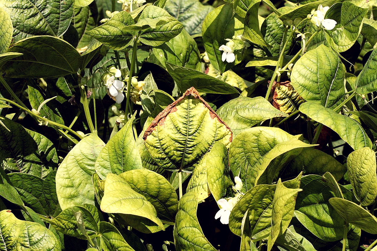 
          SYMPTÔMES ET CORRECTION DE LA CARENCE DES PLANTES EN PHOSPHORE (P)