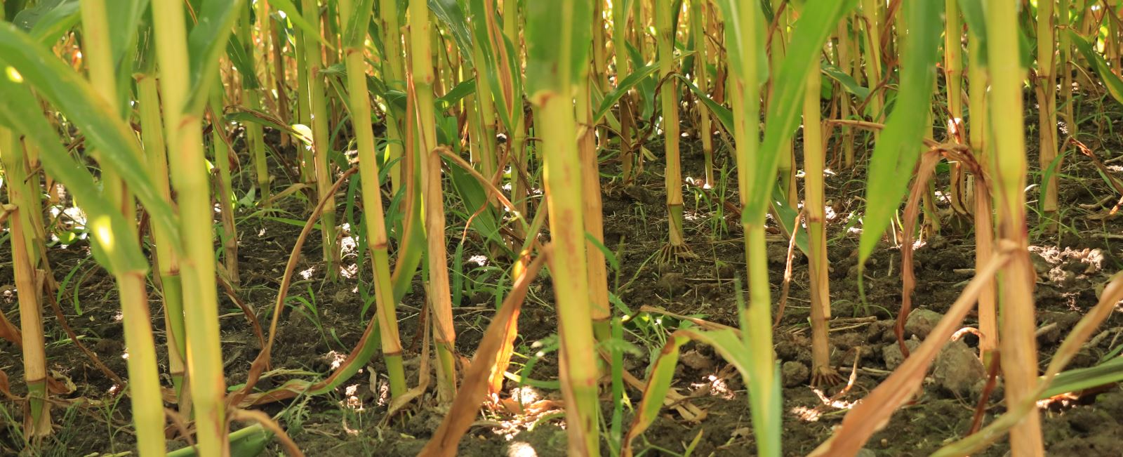 
          SYMPTÔMES ET CORRECTION DE LA CARENCE DES PLANTES EN AZOTE (N)