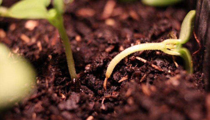 
          FONTE DES SEMIS ET POURRITURE DES RACINES : CONSÉQUENCE DES BIOAGRESSEURS OU DU CLIMAT ?