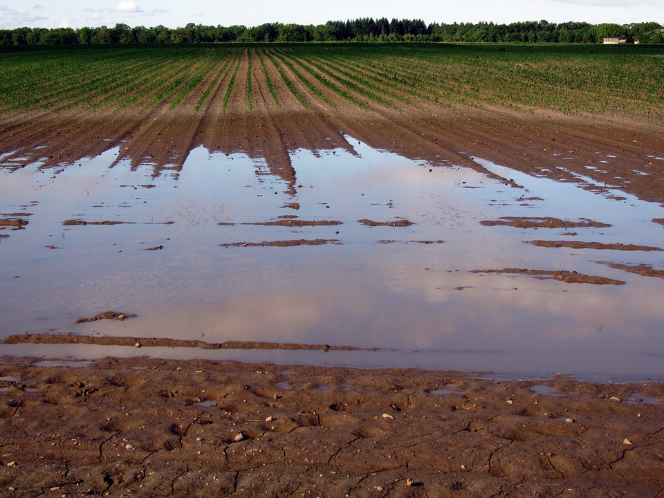 
          LE DRAINAGE AGRICOLE : SON IMPORTANCE POUR LE SOL ET LES CULTURES 