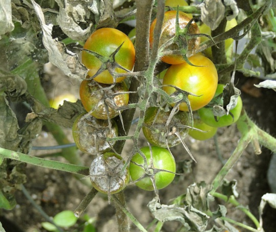 
          LE MILDIOU, UNE MALADIE DÉSASTREUSE DE LA TOMATE 