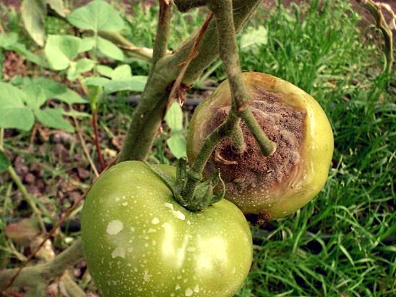 
          Maladie de la tomate : Botrytis ou pourriture grise