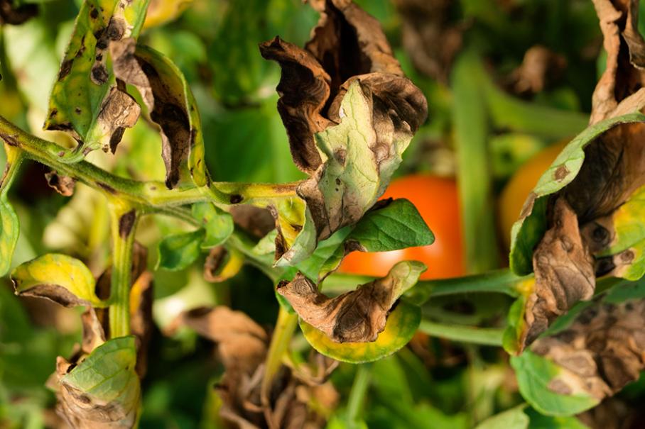 
          LA MALADIE DE L’ALTERNARIOSE CHEZ LA TOMATE