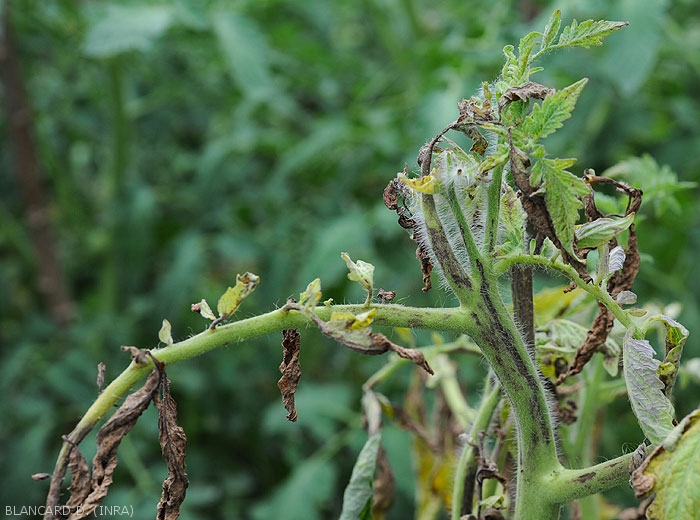 
          LE VIRUS DE LA  MALADIE BRONZÉE DE LA TOMATE (TSWV)
