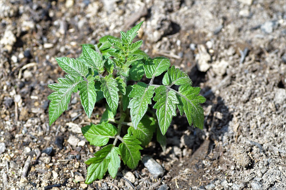 
          CONDITIONS DE CULTURE FAVORISANT LA BONNE SANTÉ DES TOMATES