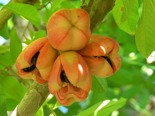 
          REDÉCOUVERTE DE L’AKÉE, UN FRUIT ASSEZ MÉCONNU