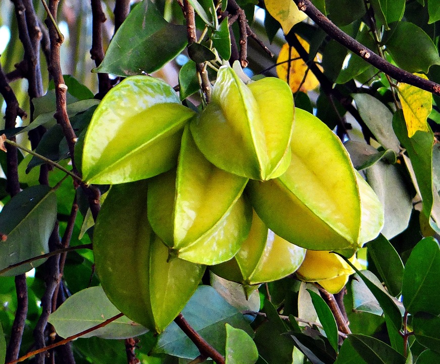 
          QUE SAVONS-NOUS DU CARAMBOLIER ET SON FRUIT ?