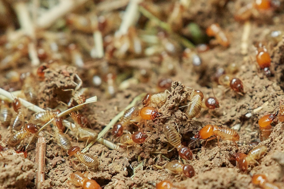 
          LES TERMITES EN MILIEU AGRICOLE : LES ÉRADIQUER OU COMPOSER AVEC EUX ?