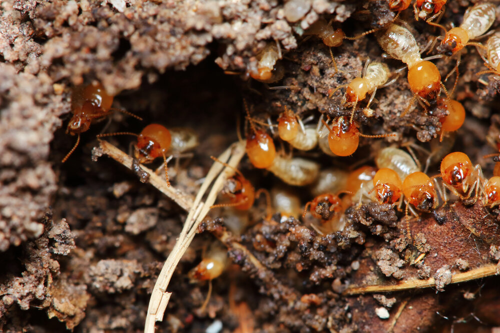 
          CONTRÔLE DE L’ENVAHISSEMENT DES TERMITES AU CHAMP 