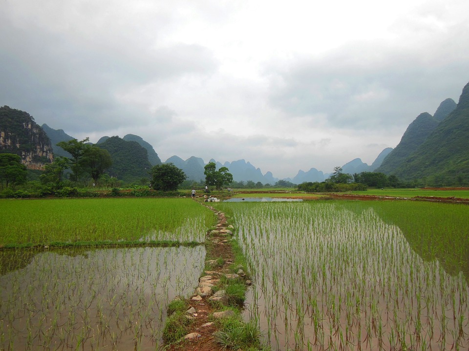 
          L’ONU RECOMMANDE LA REORIENTATION DES SUBVENTIONS AGRICOLES MONDIALES 