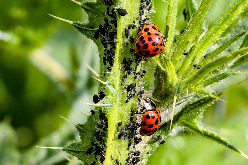 
          LES 8 AVANTAGES DE LA LUTTE BIOLOGIQUE