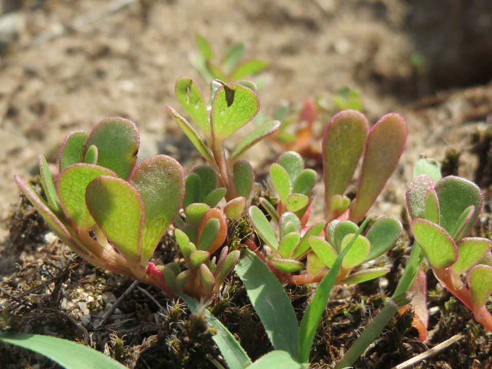 
          LE POURPIER, UN ADVENTICE OU UNE PLANTE POTAGÈRE ?