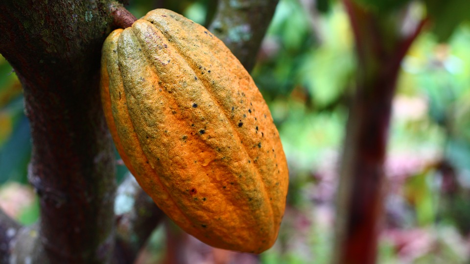 
          Le prix du cacao au planteur en Côte d'Ivoire quasi systématiquement inférieur à celui du Ghana