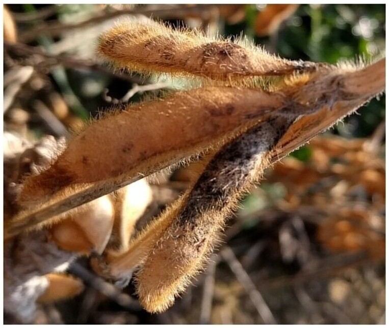 
          DÉTECTER ET GÉRER PHOMOPSIS DANS LE SOJA