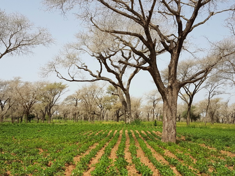 
          FAIDHERBIA ALBIDA, UN ARBRE PLEIN DE RESSOURCE POUR L'AGRICULTURE 