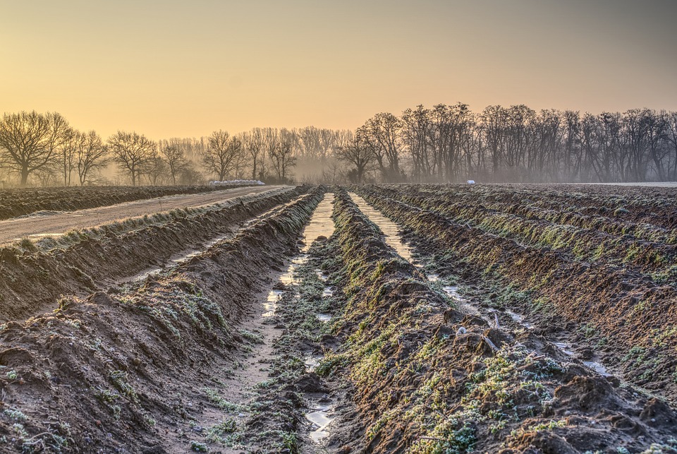 
          CHANGEMENT CLIMATIQUE ET MICROBIOTE DU SOL : QUELS IMPACTS ET CHALLENGES POUR L’AGRICULTURE DE DEMAIN ?