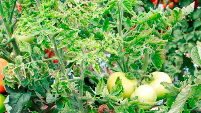 
          Tomate égyptienne