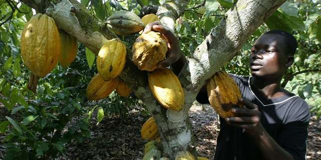 
          Le cacao au Ghana et en Côte d’ivoire