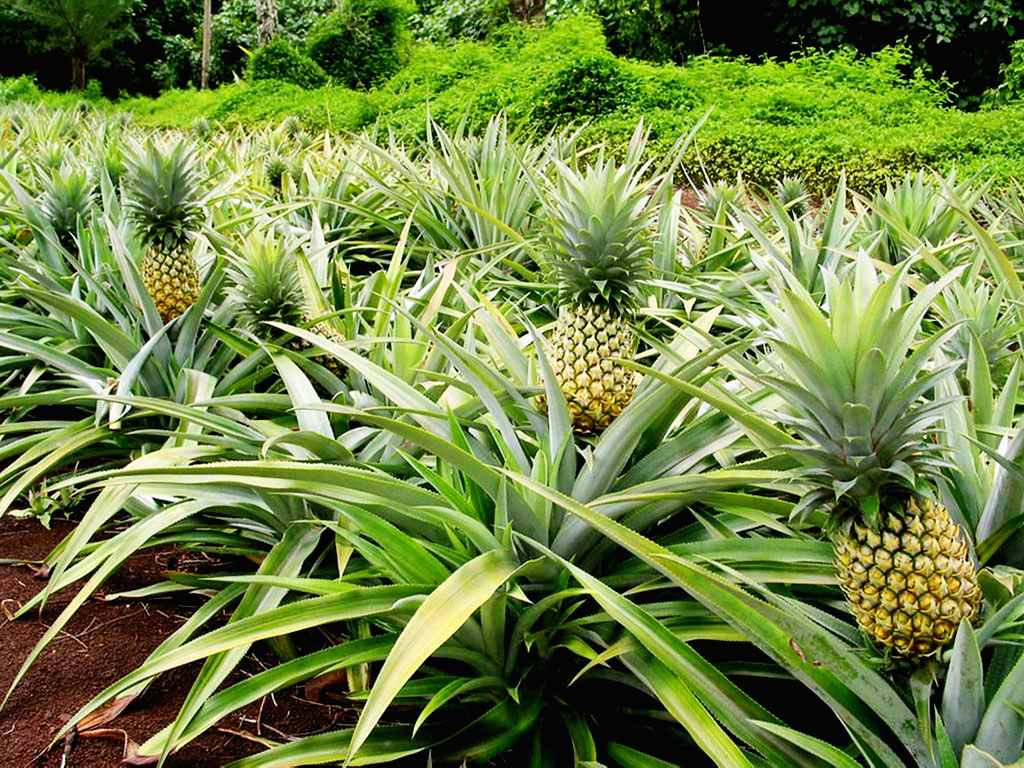 
          Culture de l’ananas