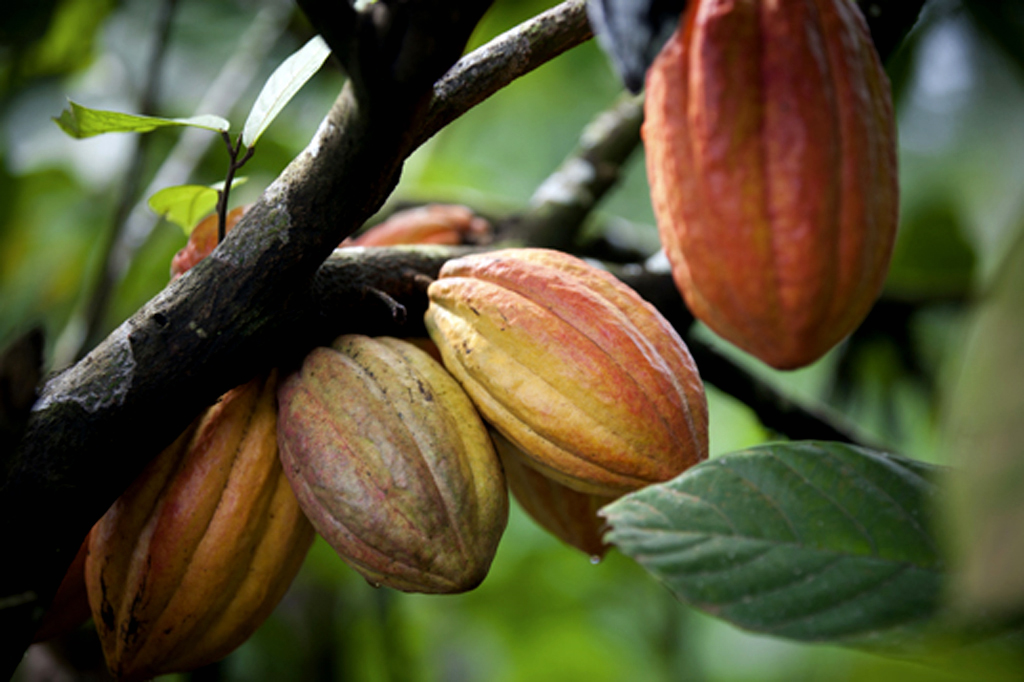 
          Le cacao 
