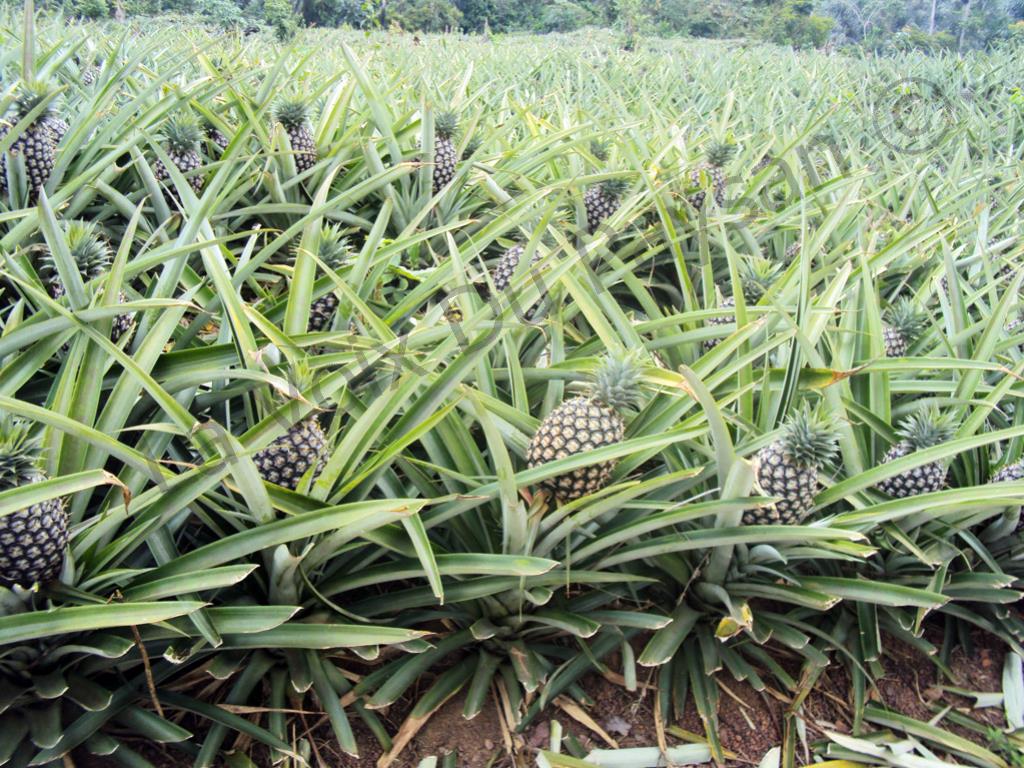 
          L’ananas 