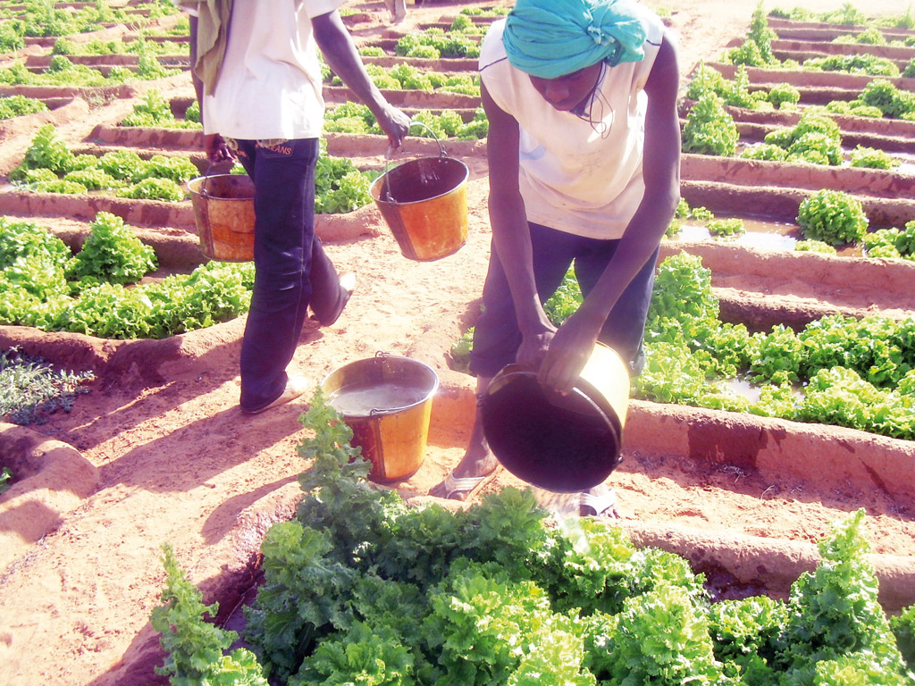 
          L’agroécologie 