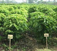 
          La caféiculture en Côte d’Ivoire