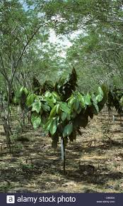 
          Agroforesterie au Ghana