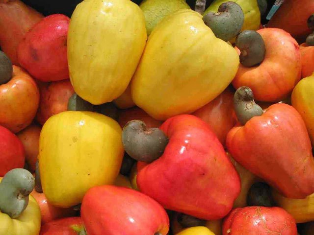 
          La noix de cajou du Togo  