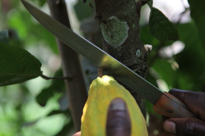 
          Le cacao