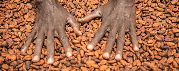 
          Le  cacao